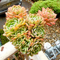 Echeveria 'Rosy Glow' Crested - 7" Rare Collectible Succulent - WYSIWYG Live Plant One-of-a-Kind - Exact Plant Shown