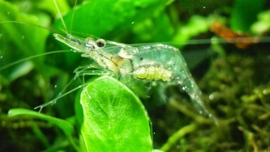 Ghost Shrimp | The Little Phantoms (Pack of 25)