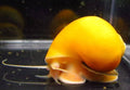 Golden Mystery Snail | A Little Golden Mischief
