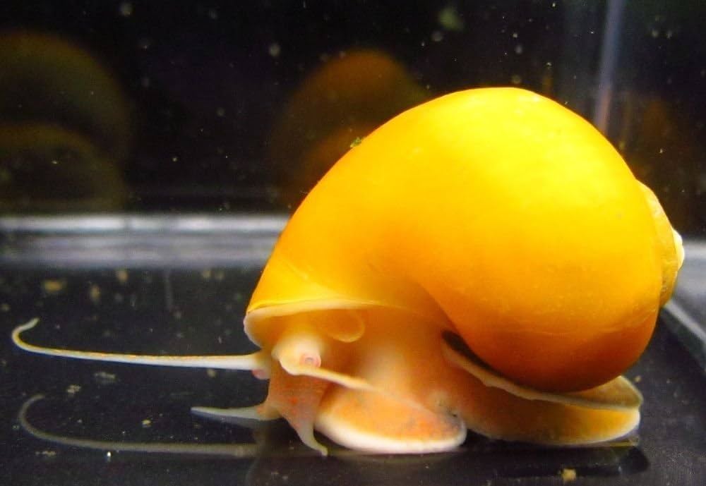 Golden Mystery Snail | A Little Golden Mischief