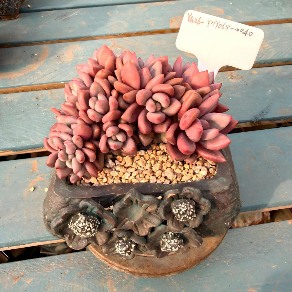THY068-0040 Rare 4-year-old Large Live Succulent - Echeveria 'Peach Blossom Spring' - A Unique Gift For Plant Lovers
