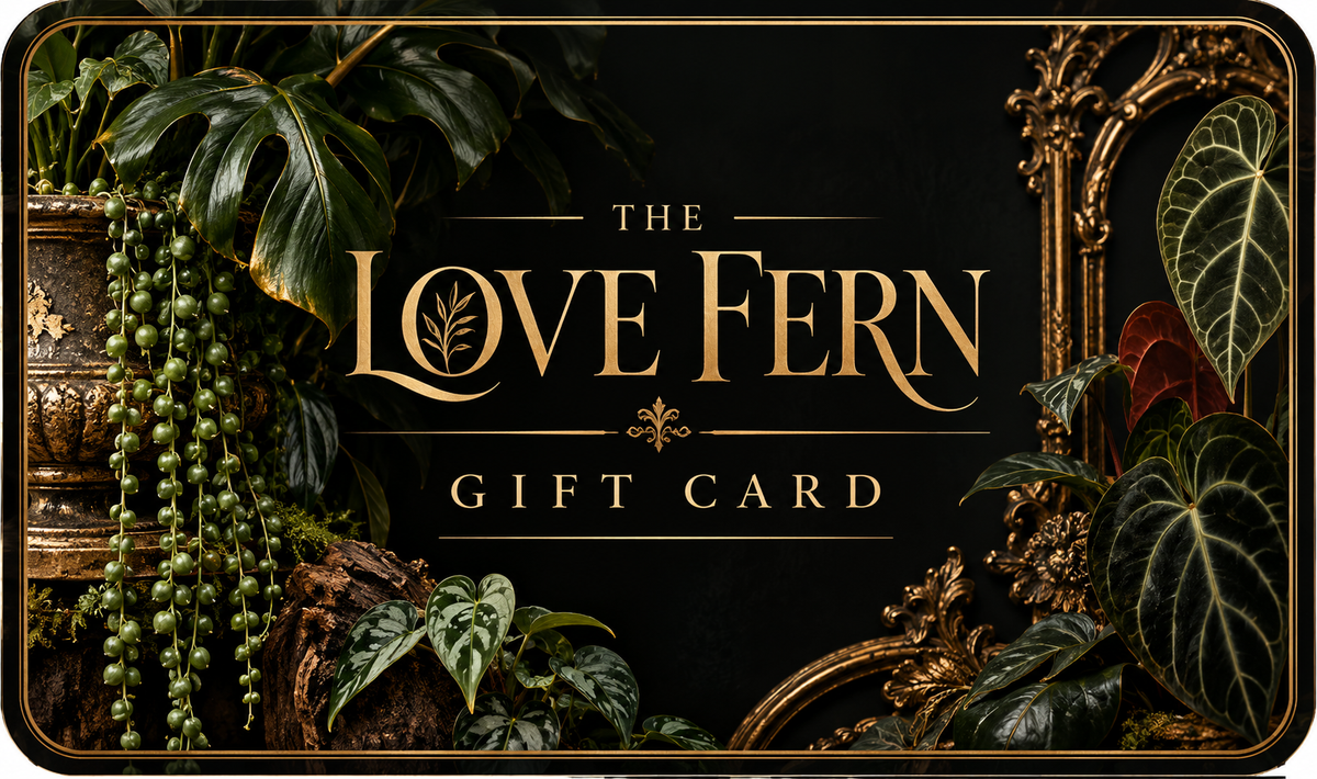 The Love Fern | Gift Card