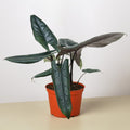 Lucien | Alocasia Scalprum