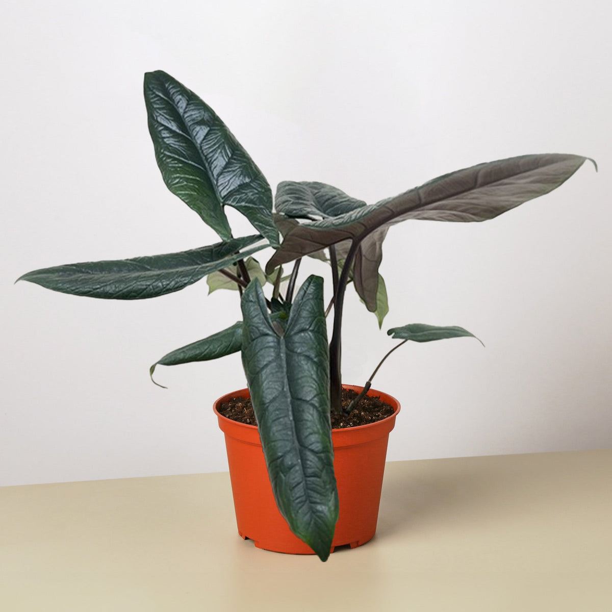 Lucien | Alocasia Scalprum