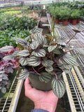 Charlotte | Peperomia 'Piccolo Banda'