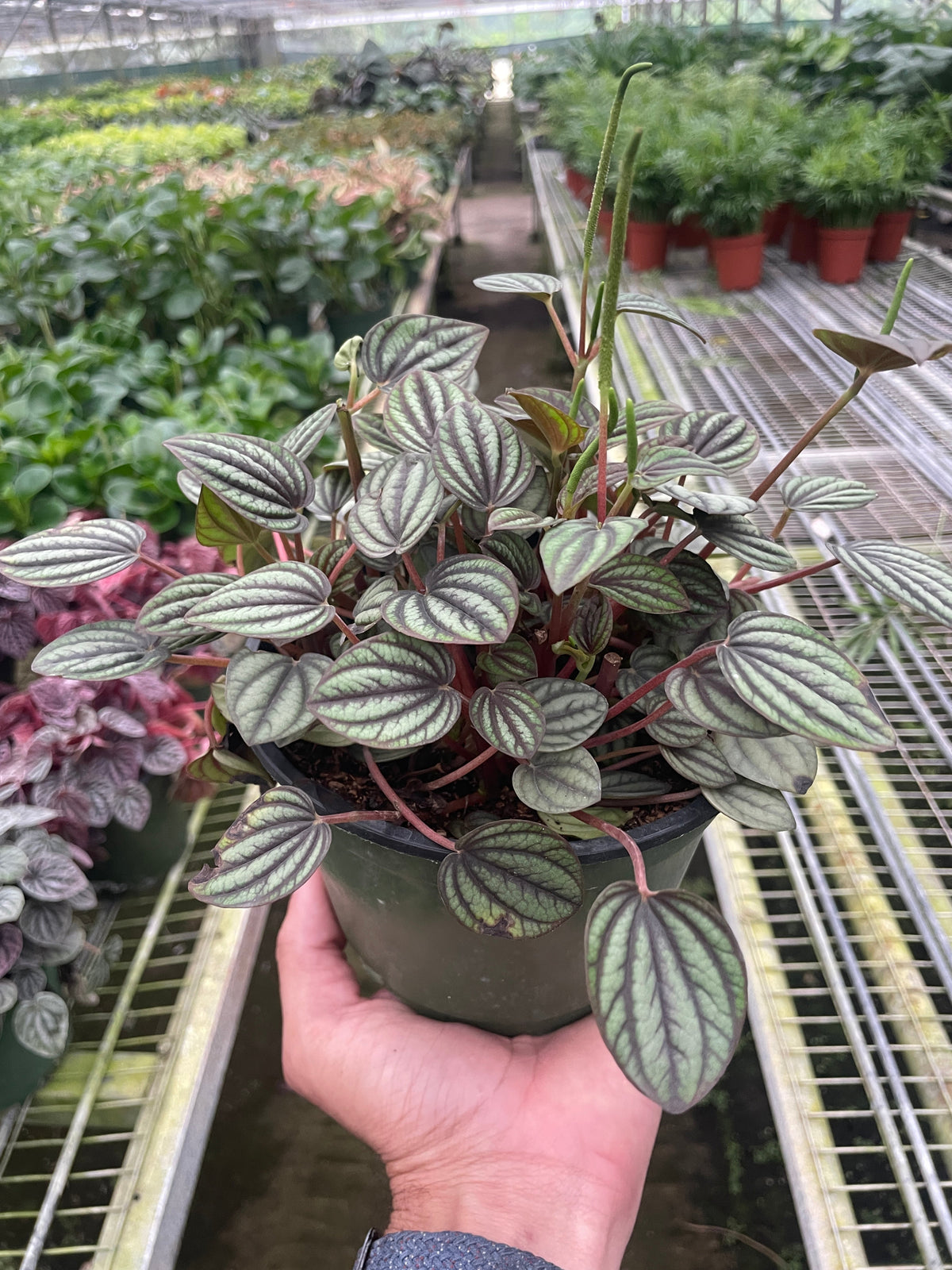 Charlotte | Peperomia 'Piccolo Banda'
