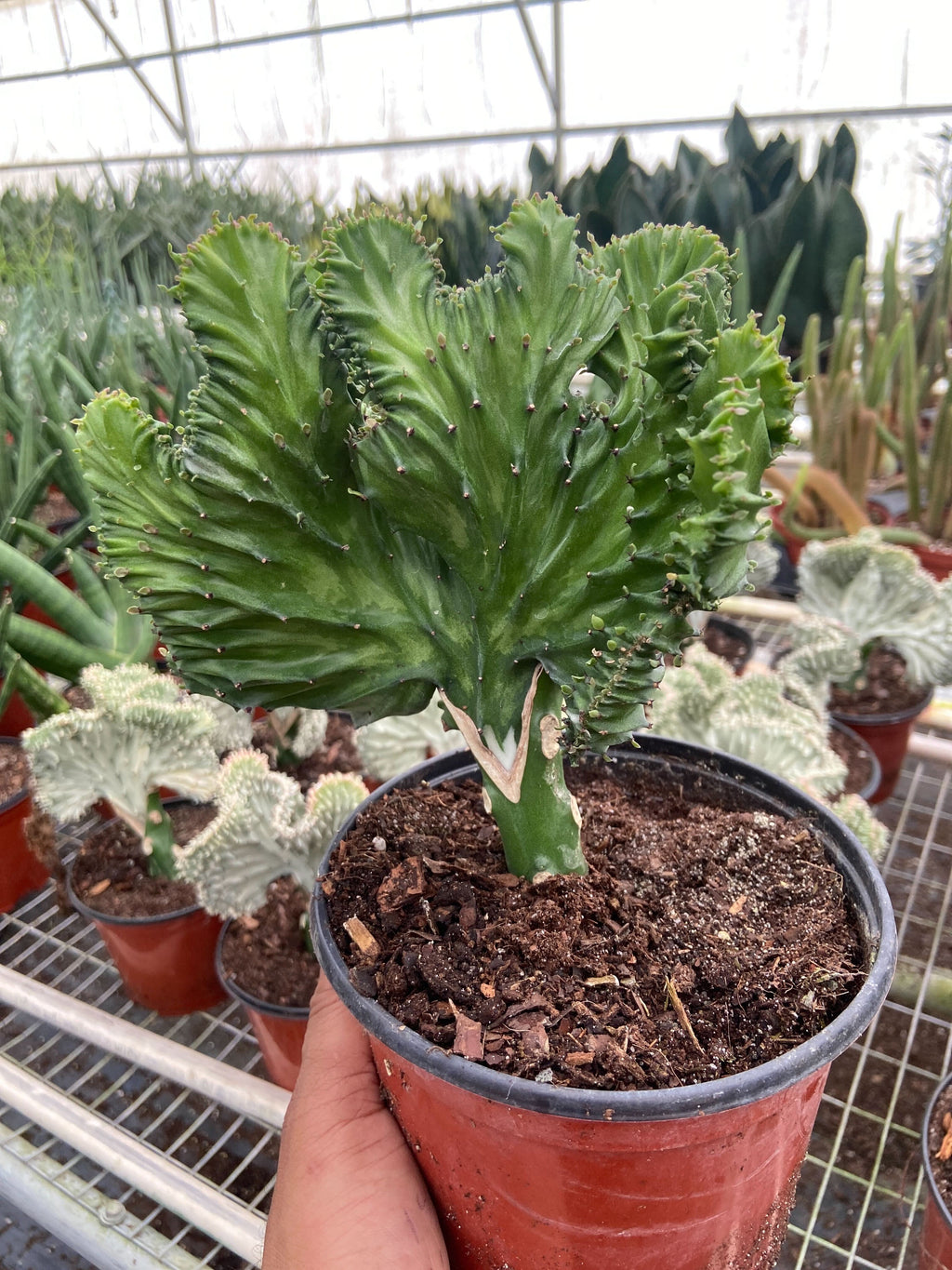Marina | Mermaid Tail Euphorbia