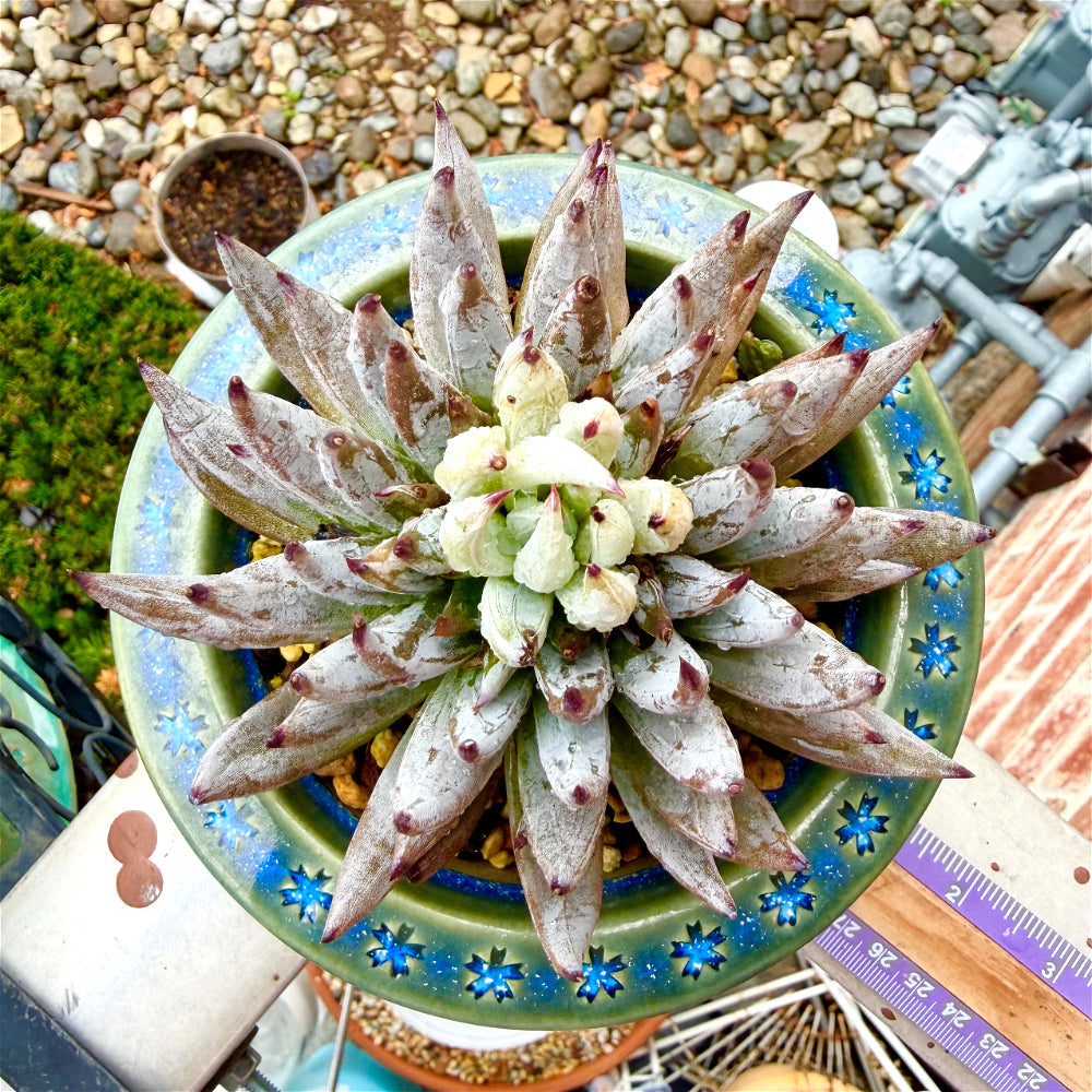 Echeveria unguiculata 4.5"-5" Rare Succulent - Boutique Live Plant WYSIWYG - Exact Plant Shown 1 of 1