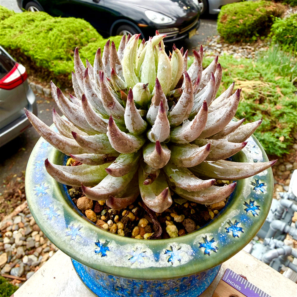 Echeveria unguiculata 4.5"-5" Rare Succulent - Boutique Live Plant WYSIWYG - Exact Plant Shown 1 of 1