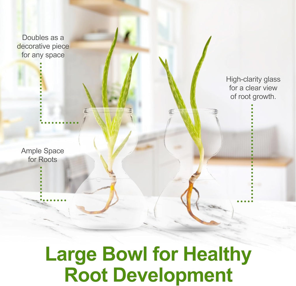 Plant Propagation Stations - Clear Glass Bud Vases (Set of 2)