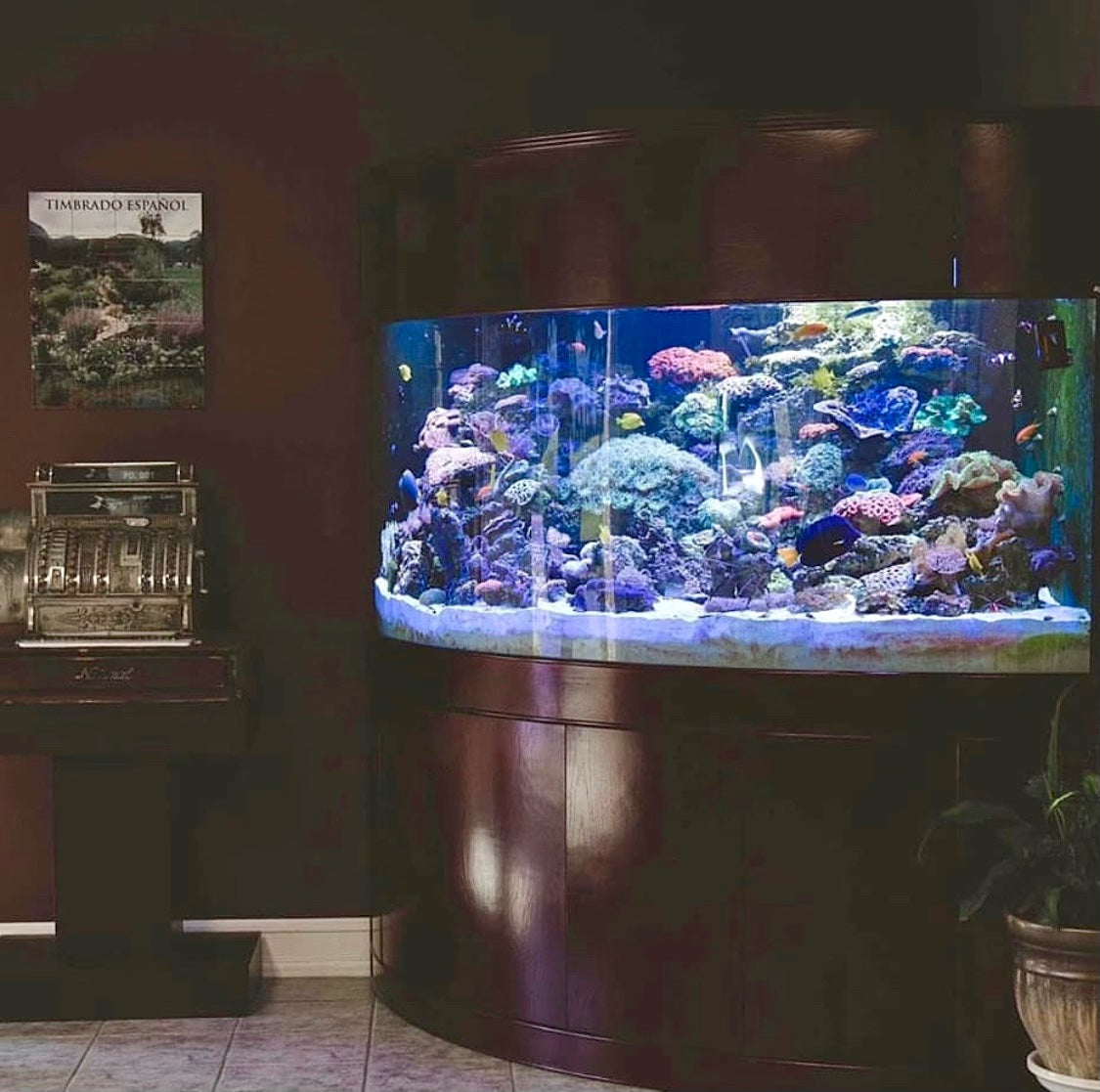 440 Gallon Glass Corner Reef-Ready Aquarium in Rose Cherry Real Wood Furniture