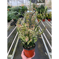 Dante | Variegated Devil's Backbone Euphorbia