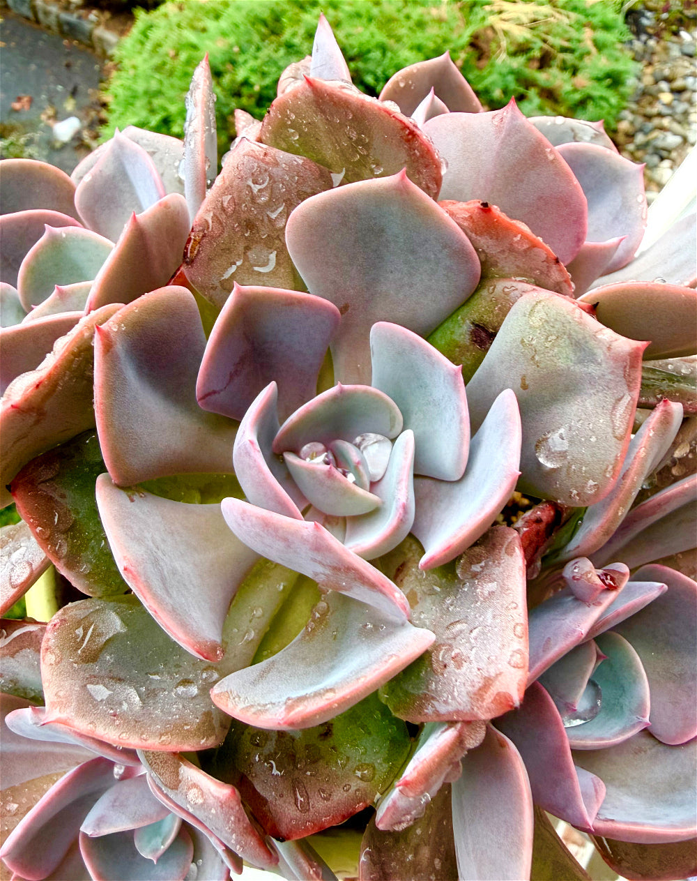 Echeveria 'Dusty Rose' - 7.5" Collector Grade Succulent - Exact Plant Shown 1 of 1 - WYSIWYG Rare Boutique Plant