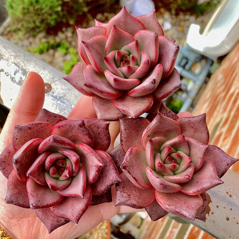 Echeveria Agavoides 'Romeo' 1.5"-2" Single Succulent Plant - Known For Its Star-like Rose Form
