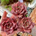 Echeveria Agavoides 'Romeo' 1.5"-2" Single Succulent Plant - Known For Its Star-like Rose Form
