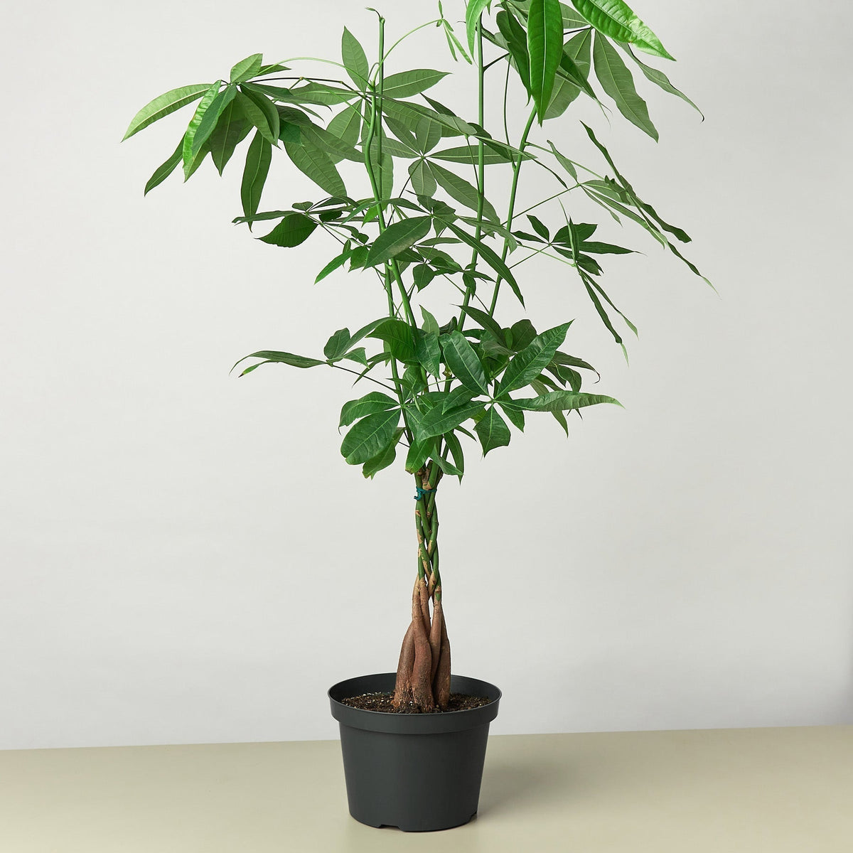 Kevin | Money Tree 'Guiana Chestnut' Pachira Braid