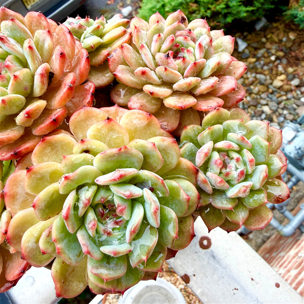 Echeveria 'Rosy Glow' 6.5"-7" WYSIWYG Live Plant - Exact Plant Shown Collector Rare Succulent