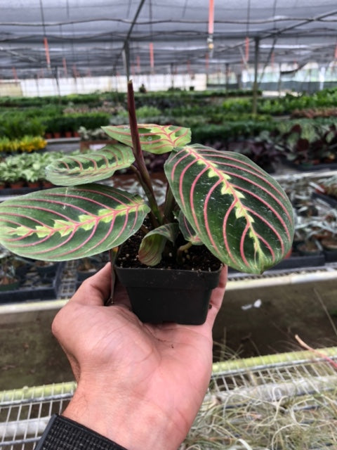 Celeste | Maranta ‘Red Prayer’