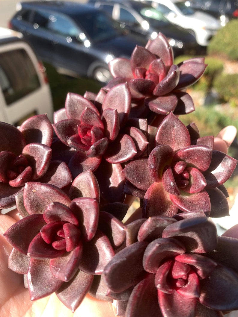 Echeveria 'Delight Rose' Live Succulent 1.5" in Diameter - Rare Rose-like Rosette Plant