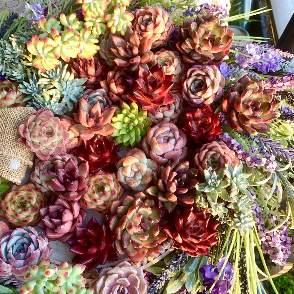 12-pcs 2"-3" Premium Assorted Succulents - Large Mix Plants Random Rare Succulents