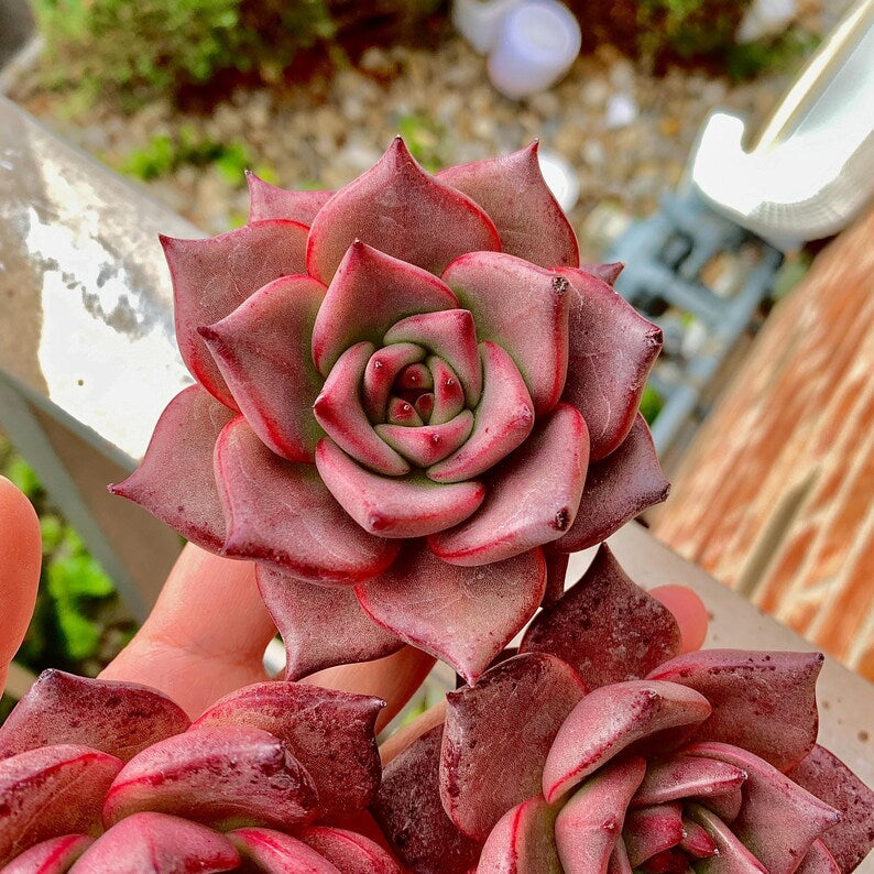 Echeveria Agavoides 'Romeo' 1.5"-2" Single Succulent Plant - Known For Its Star-like Rose Form