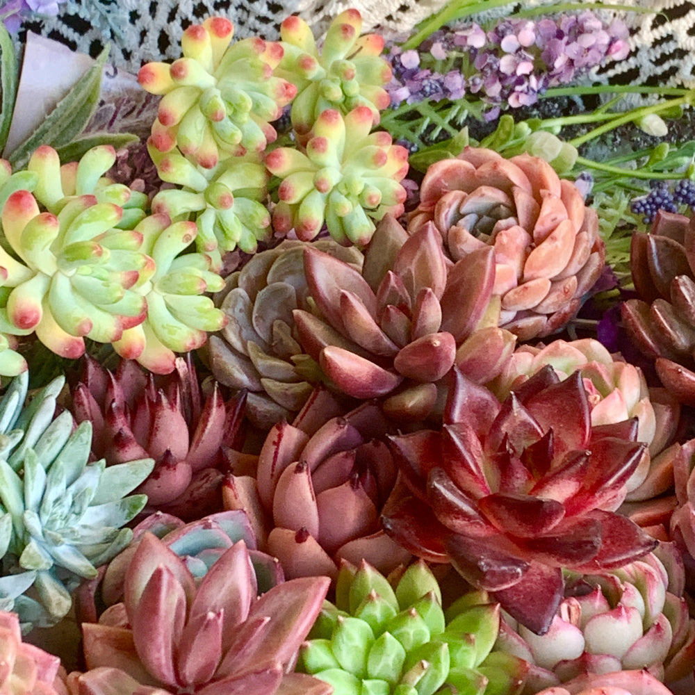 6 Pack Large Premium Assorted Succulents - Diameter 2"-3" Mix Plants Random Rare Succulents