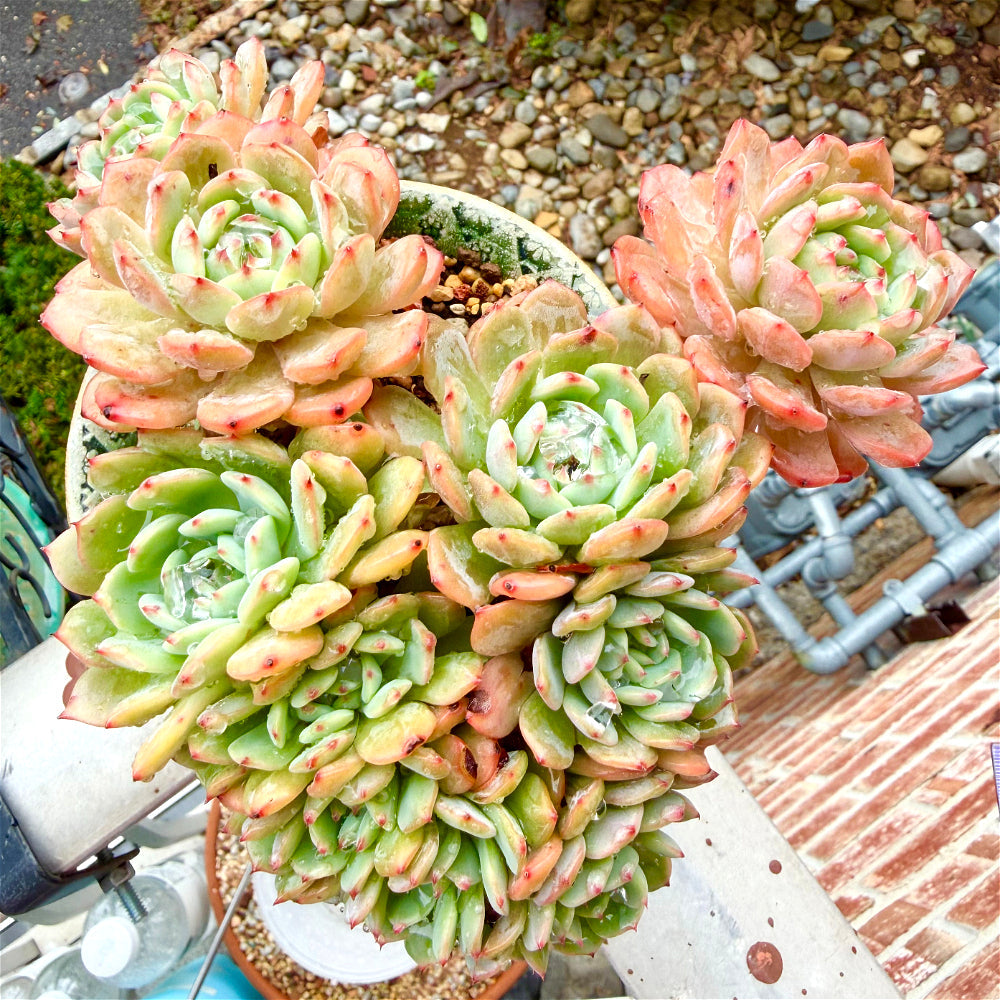 Echeveria 'Rosy Glow' Crested - 7" Rare Collectible Succulent - WYSIWYG Live Plant One-of-a-Kind - Exact Plant Shown