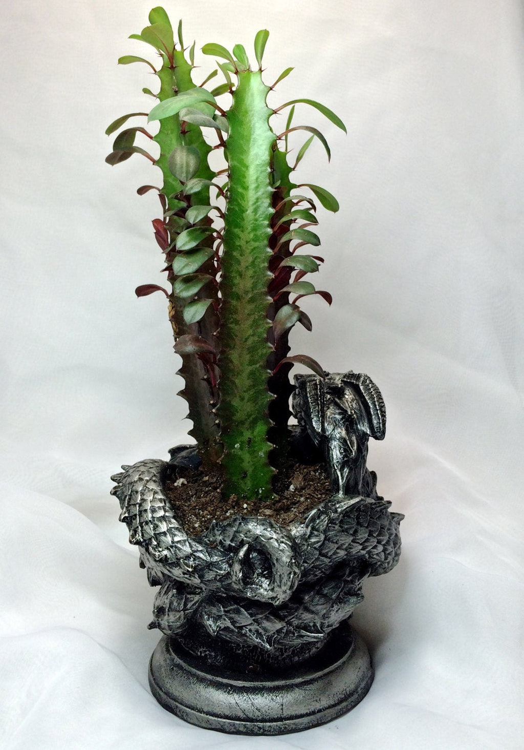 Coiled Dragon Planter | Pewter Finish