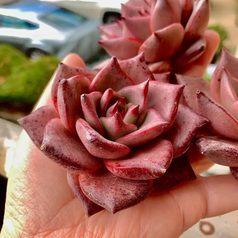 Echeveria Agavoides 'Romeo' 1.5"-2" Single Succulent Plant - Known For Its Star-like Rose Form