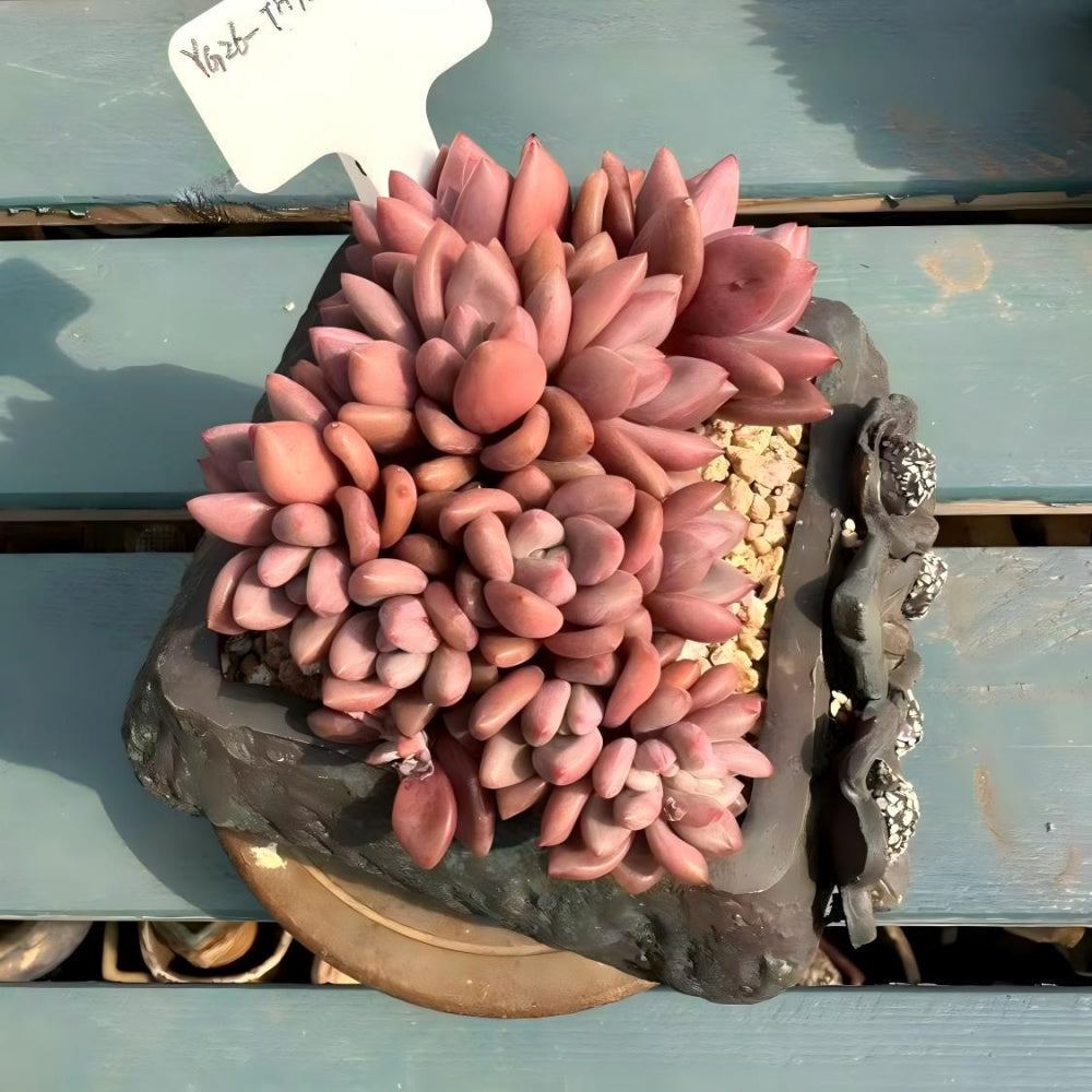 THY068-0040 Rare 4-year-old Large Live Succulent - Echeveria 'Peach Blossom Spring' - A Unique Gift For Plant Lovers
