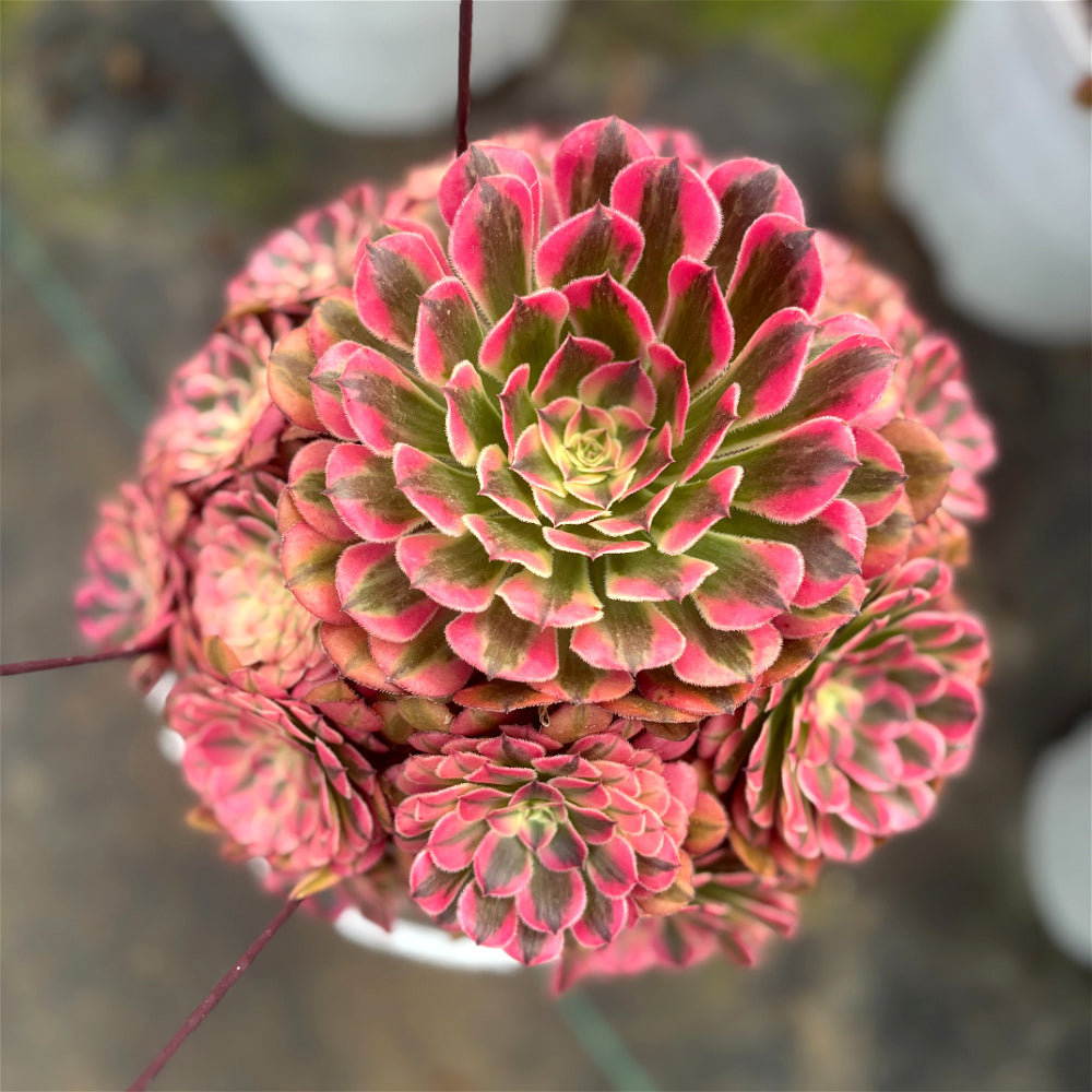 Aeonium 'Face Powder' Variegata - Extra-Large 10"-12" Mature Plant - Striking Shrublet Succulent Famed For Its Temperature-Driven Color Shifts
