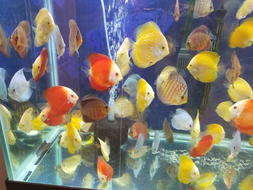 Yellow Pigeon Blood Discus | The Golden Sovereign