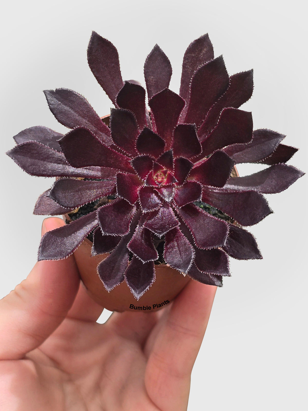 Aeonium Black Rose 'Arboreum Zwartkop'
