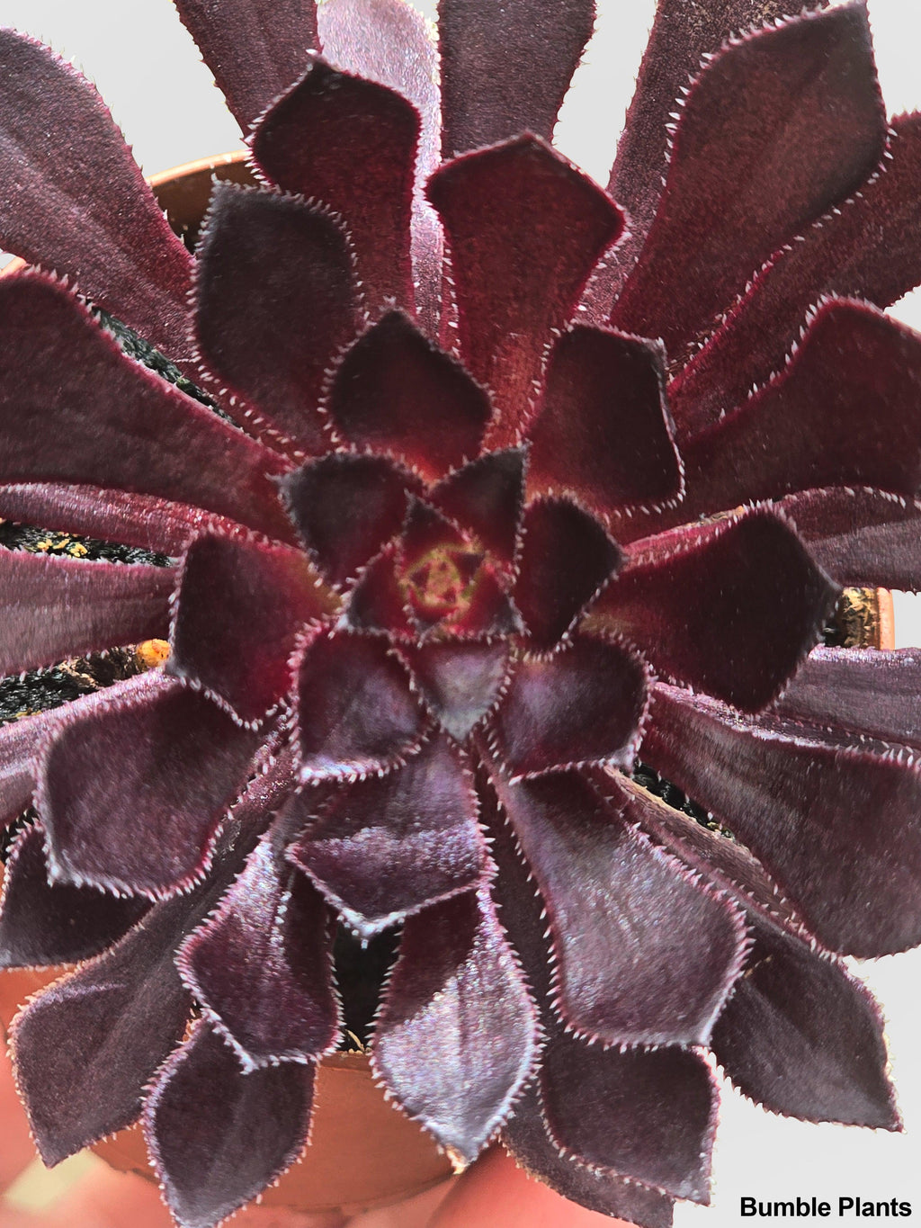 Aeonium Black Rose 'Arboreum Zwartkop'