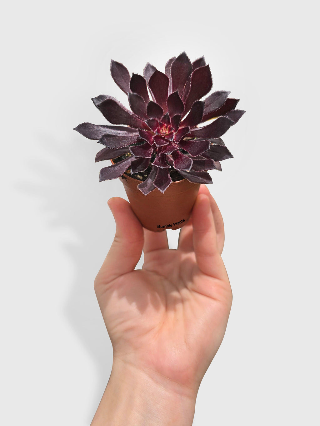 Aeonium Black Rose 'Arboreum Zwartkop'