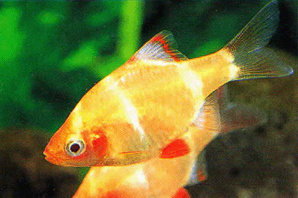 Albino Tiger Barb | The Golden Rascal