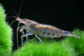 Amano Shrimp | The Garden’s Little Groundskeeper