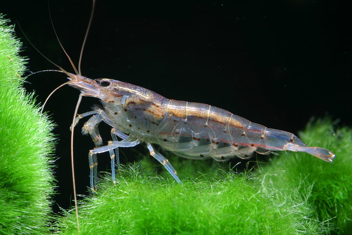 Amano Shrimp | The Garden’s Little Groundskeeper