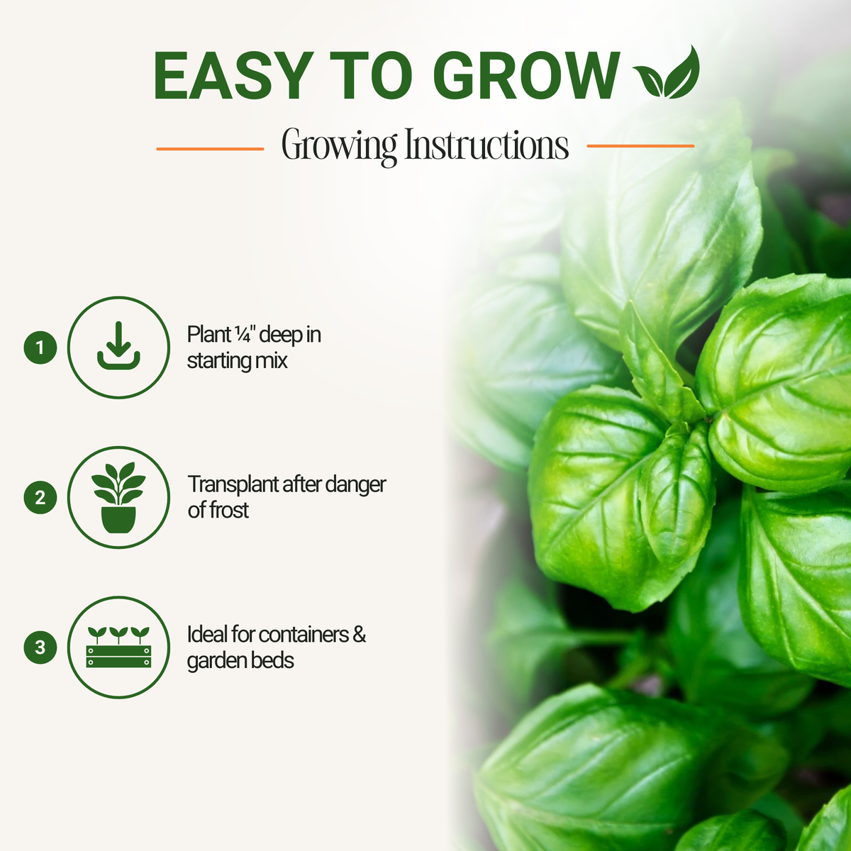 Genovese Sweet Basil Seeds 3-Pack - Non-GMO