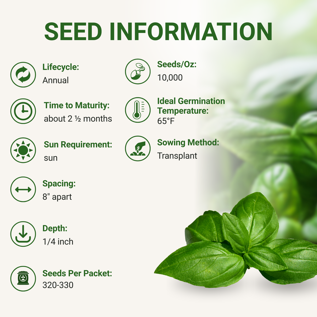 Genovese Sweet Basil Seeds 3-Pack - Non-GMO