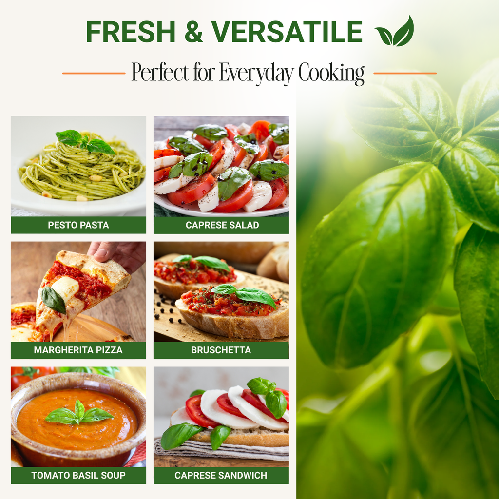 Genovese Sweet Basil Seeds 3-Pack - Non-GMO