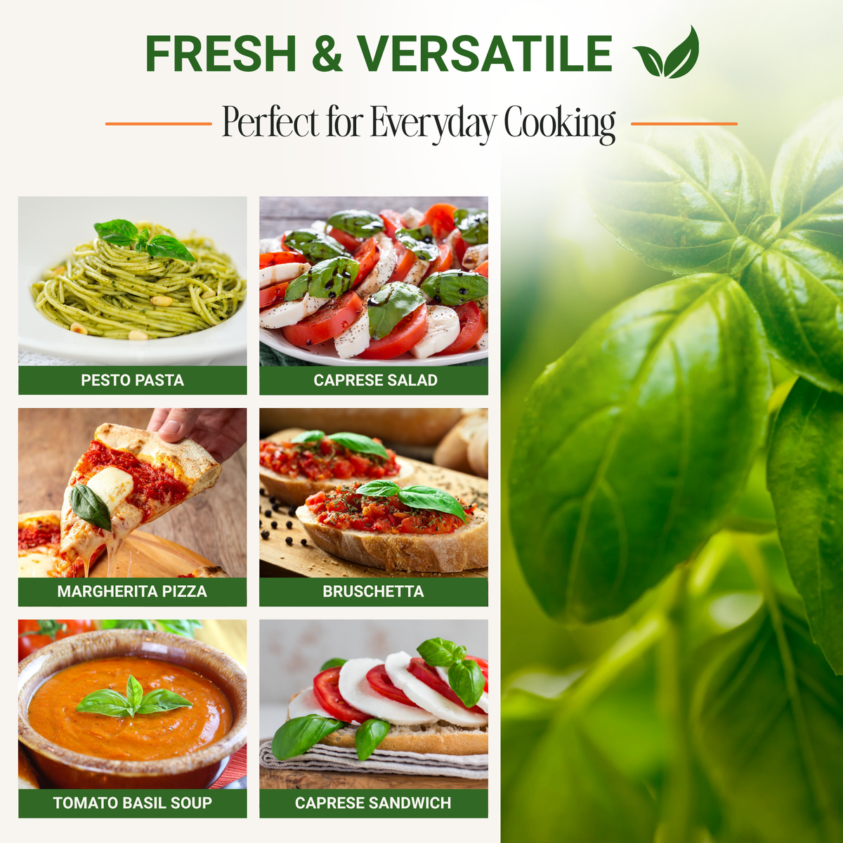 Genovese Sweet Basil Seeds 3-Pack - Non-GMO
