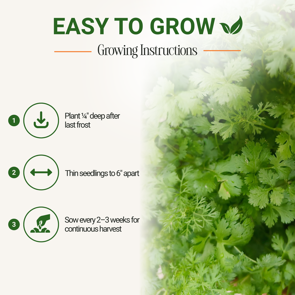 Slow Bolt Cilantro Seeds 3-Pack - Non-GMO