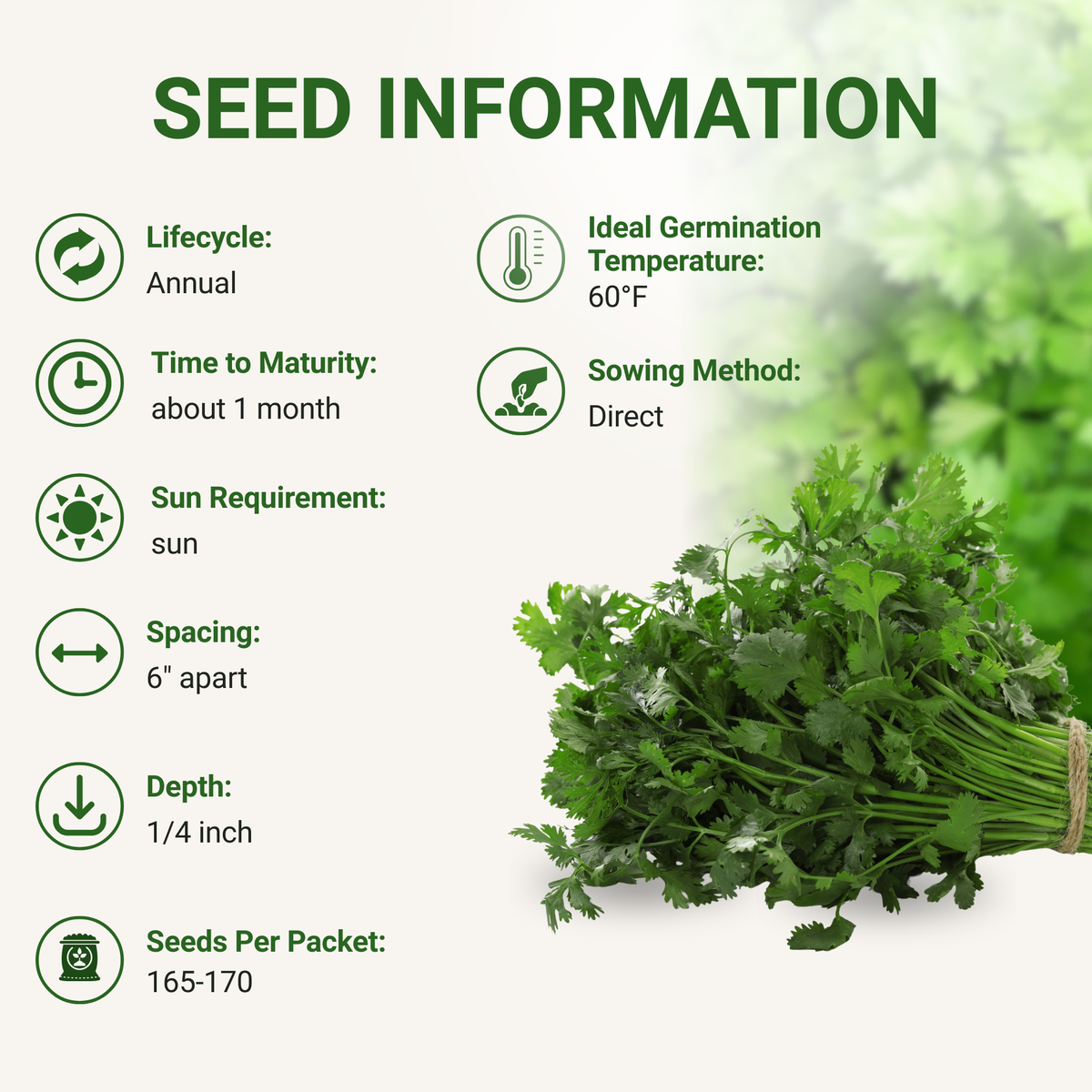 Slow Bolt Cilantro Seeds 3-Pack - Non-GMO
