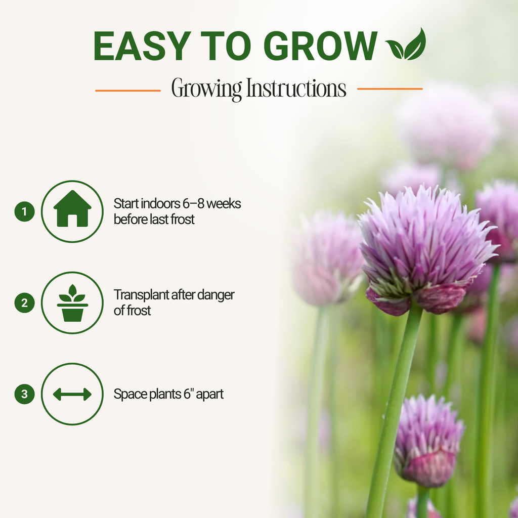 Purple Chive Seeds 3-Pack - Non-GMO