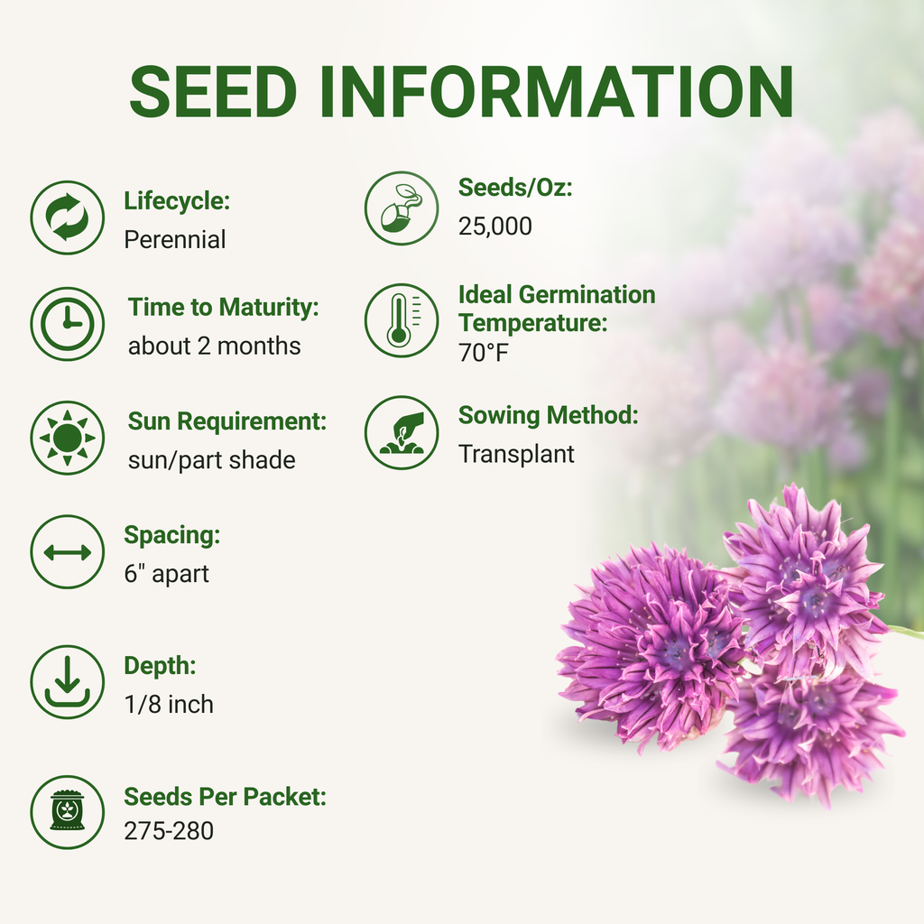 Purple Chive Seeds 3-Pack - Non-GMO