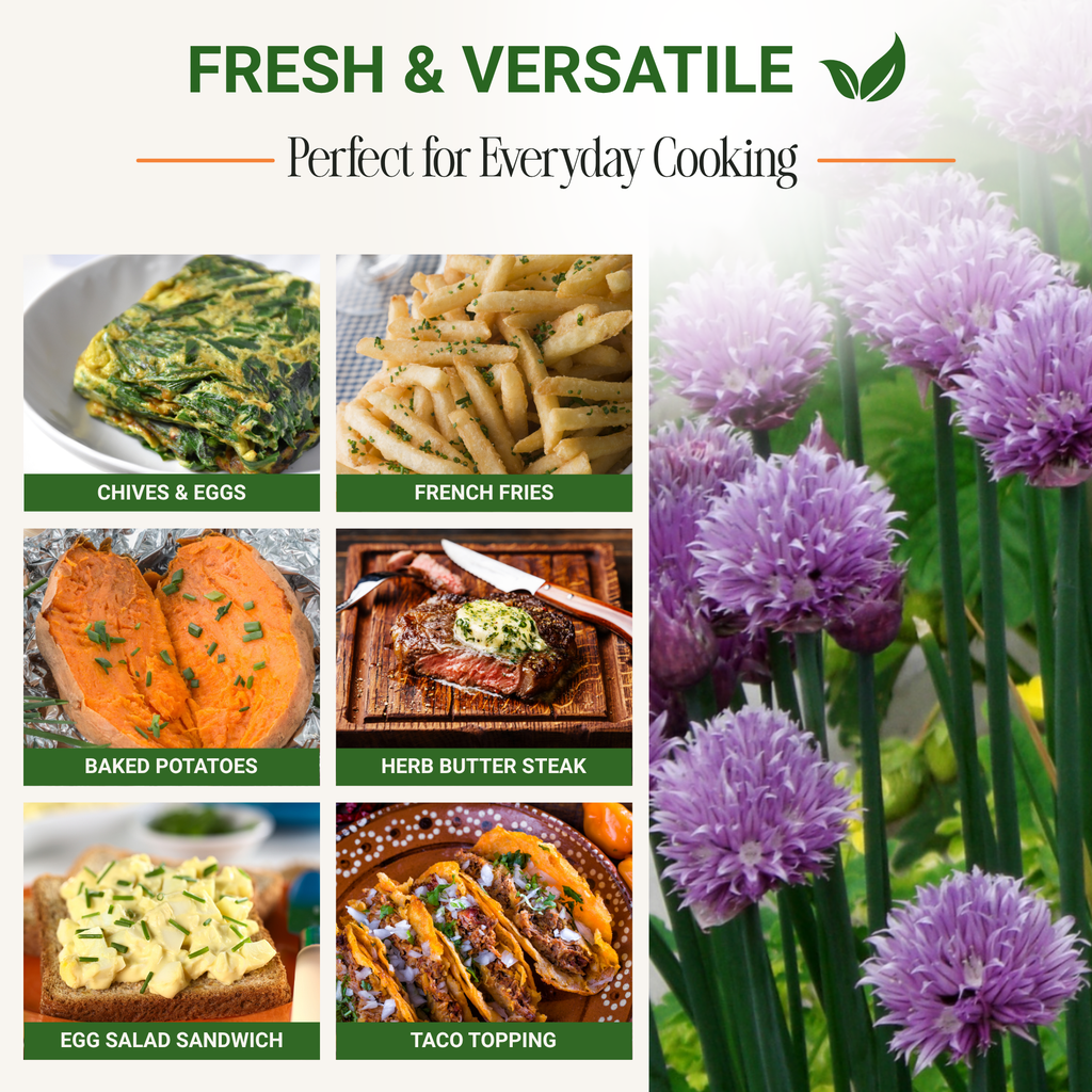 Purple Chive Seeds 3-Pack - Non-GMO