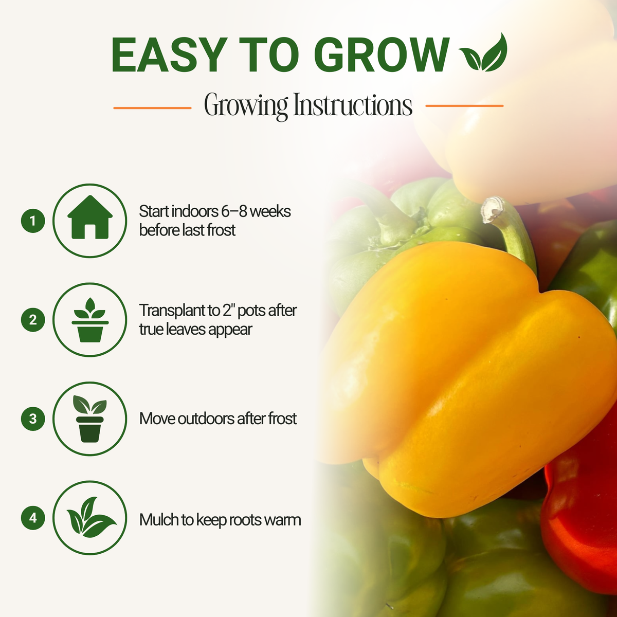 California Wonder Bell Pepper Seeds 3-Pack - Non-GMO