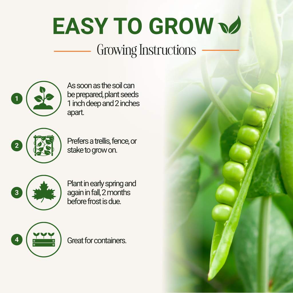 Sugar Snap Pea Seeds 3-Pack - Non-GMO