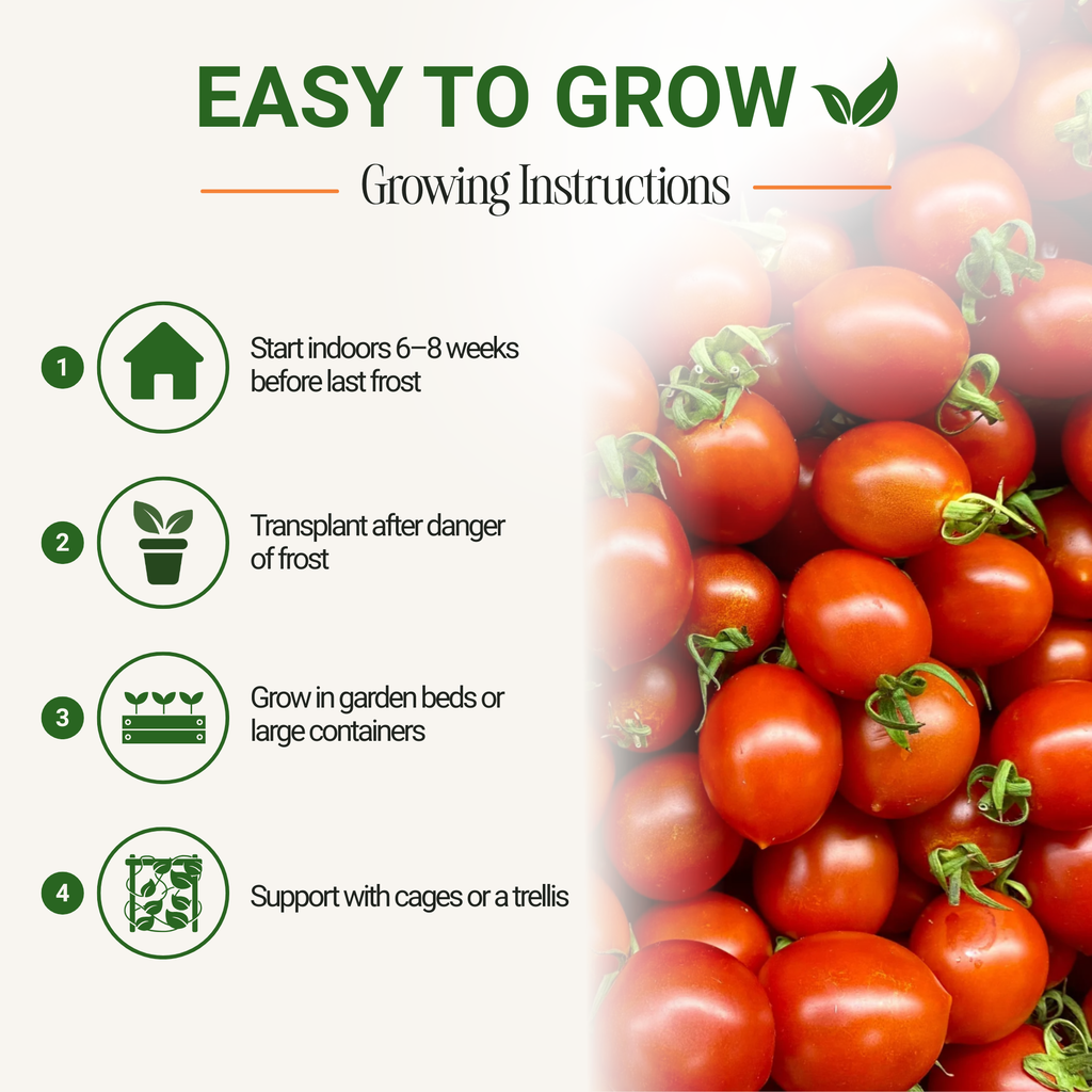 Sweetie Cherry Tomato Seeds 3-Pack - Non-GMO